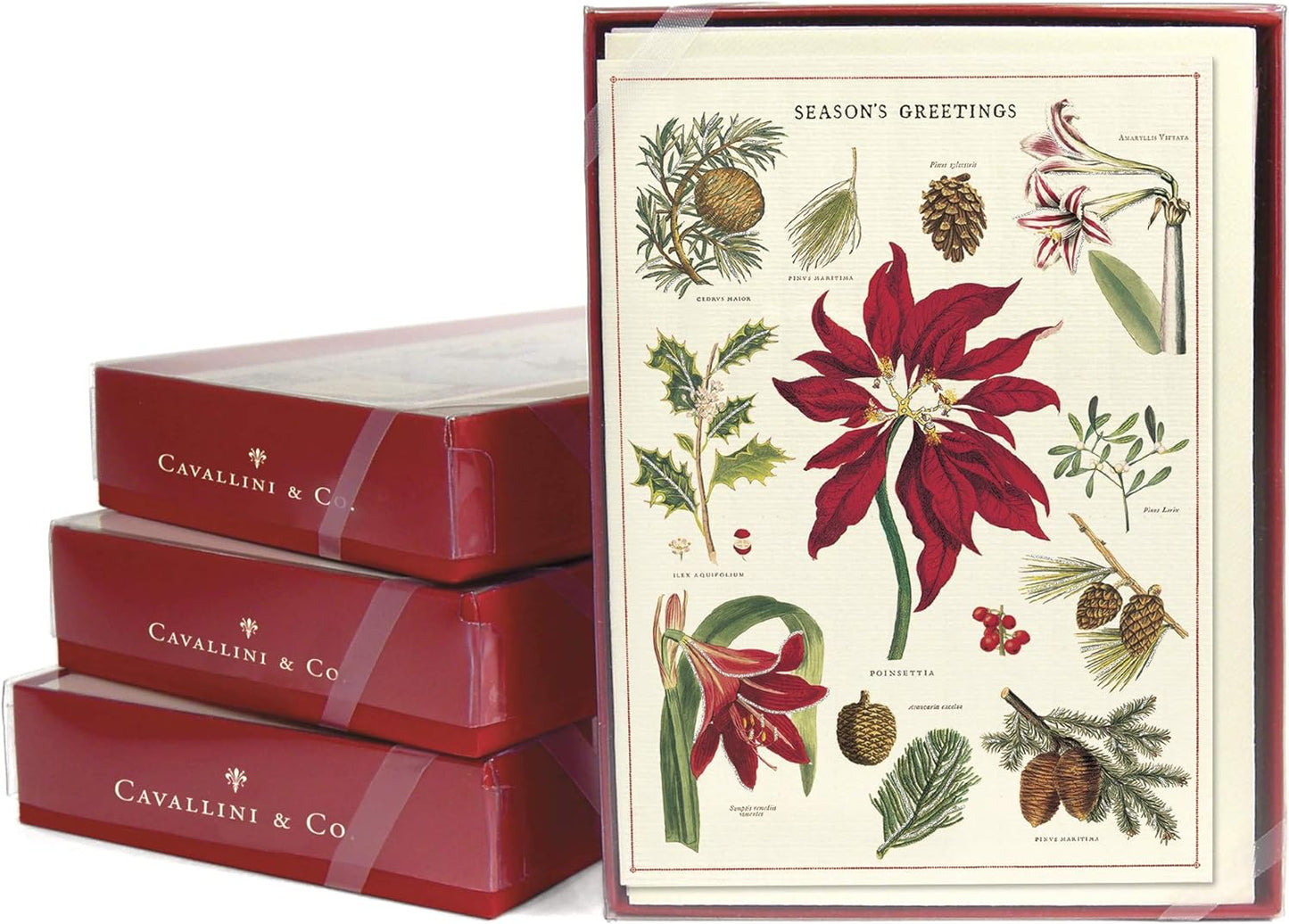 Botanical Festive Boxed Notecards