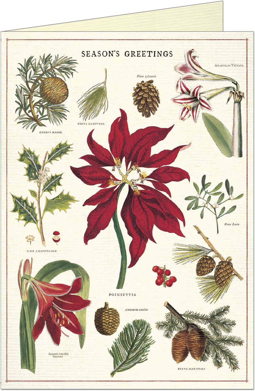 Botanical Festive Boxed Notecards