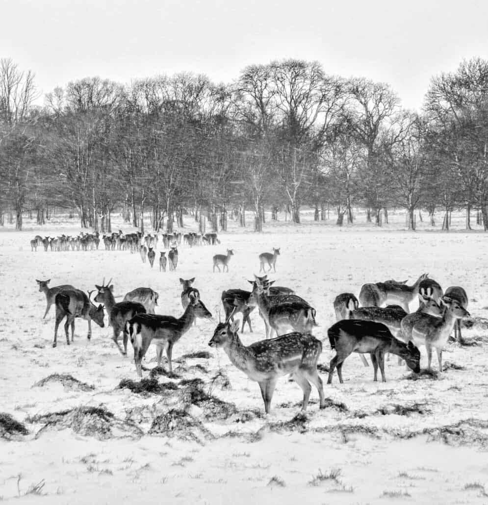 Kelly Christmas Cards