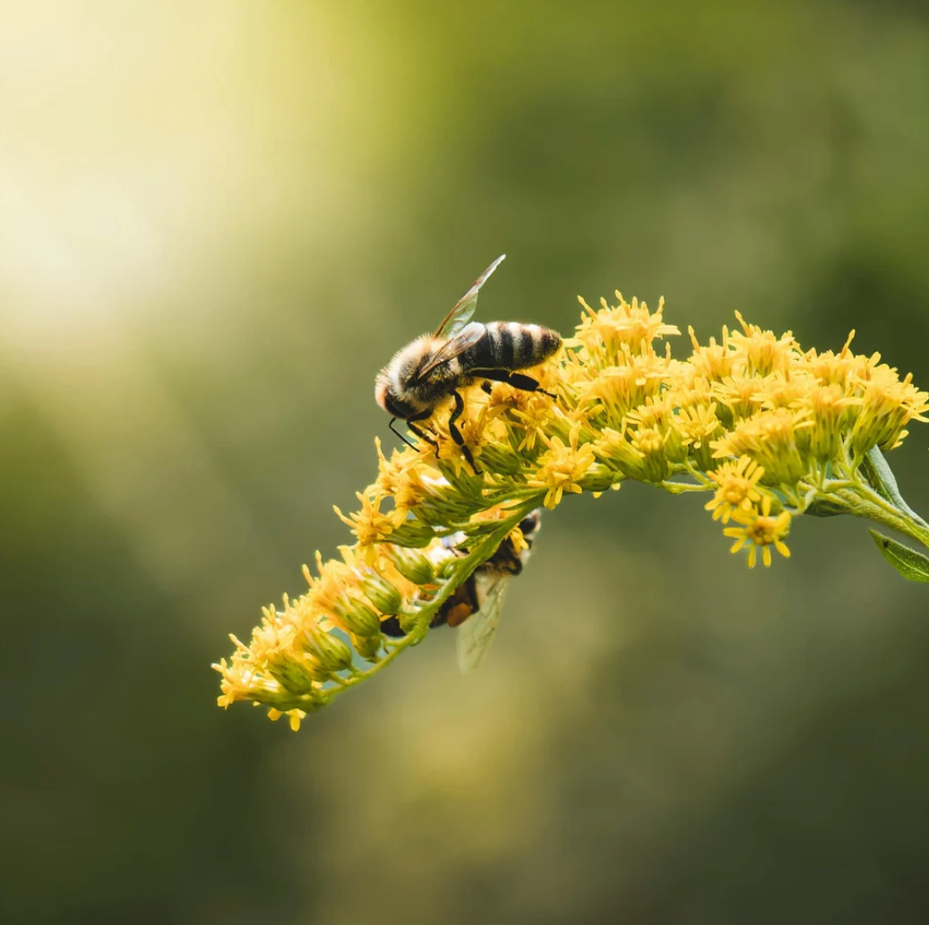 Irish Honey Bee Soft Toy