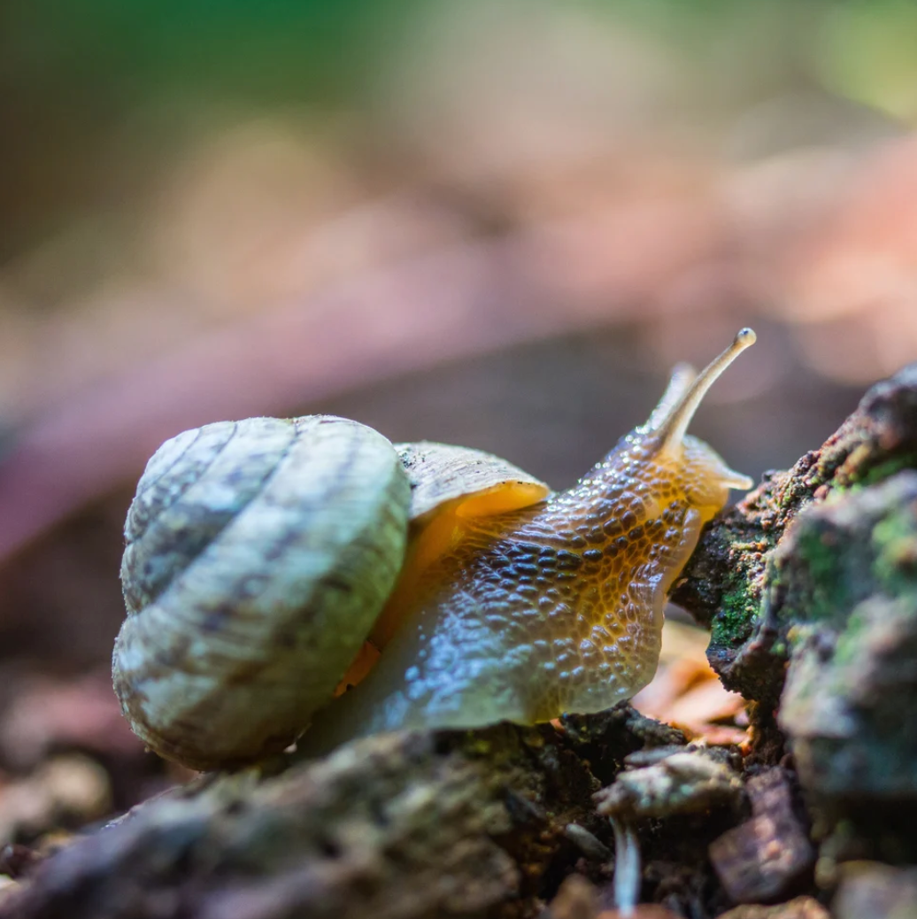 Whorl Snail Soft Toy